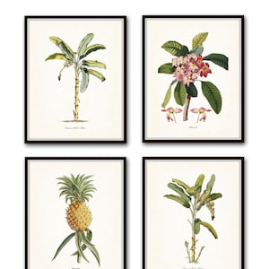 Vintage Tropical Botanical Print Set No. 1, Giclee Prints, Pineapple, Art, Beach Decor, Coastal Art, Botanical Print Set, Poster, Palm Trees image 1