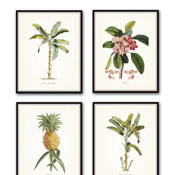 Vintage Tropical Botanical Print Set No. 1, Giclee Prints, Beach House Art, Coastal Art, Tropical Botanical Prints, Palm Tree Prints