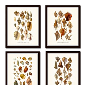 Antique Seashell Print Set, Shell Prints, Giclee, Art, Wall Art, Coastal Art, Nautical Art, Beach House Art, Vintage Shell Prints