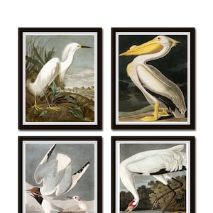 Vintage Audubon Sea Birds Print Set No. 5, Giclee, Bird Prints, Prints and Posters, Art Print, Coastal Art, Audubon Bird Prints, Collage image 1