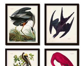 Vintage Audubon Sea Birds Print  Set No. 2, Giclee, Bird Prints, Prints and Posters, Art Print, Coastal Art, Audubon Bird Prints, Collage