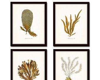 Plants of the Sea Print Set No.2, Seaweed Prints, Wall Art, Art Prints, Beach Cottage Decor, Nautical Art, Art Print, Illustration, Giclee