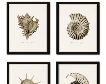 Juego de láminas de conchas marinas en tono sepia n.° 5, arte mural giclée, láminas vintage de conchas marinas, arte costero, arte para casas de playa, arte vintage, decoración costera