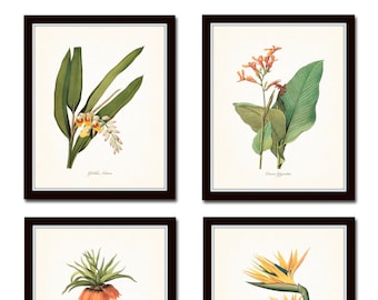 Tropical Garden Print Set No. 5, Giclee, Botanical Prints, Vintage Botanical, Coastal Decor, Beach House Art, Tropical Botanical, Redoute