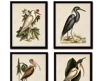 Antique Sea Bird Set No. 2, Mark Catesby, Bird Prints, Natural History Art, Beach Cottage Decor, Collage, Print Sets, Giclee, Cottage Decor