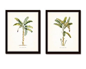 Palm Tree Print Set No. 2, Vintage Botanical, Giclee, Wall Art, Palm Tree, Beach Cottage Decor, Coastal Art, Tropical Art, Illustration, Art