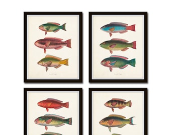 Juego de láminas giclée vintage de peces tropicales n.º 3, Coastal Home Art