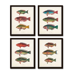 Vintage Tropical Fish Print Set No.3, Fish Prints, Giclee, Art, Coastal Art, Vintage Fish Art, Tropical Fish Art, Vintage Fish Prints