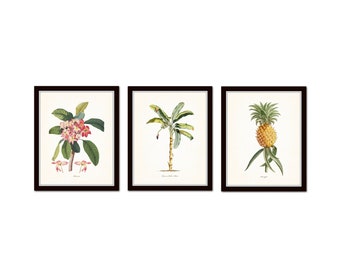 Vintage Tropical Botanical Print Set No. 2, Giclee Prints, Pineapple, Art, Coastal Decor, Coastal Art, Botanical Print Set, Palm Trees