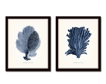 Blue Sea Coral Print Set No. 7, Vintage Coral Prints, Art Print, Giclee, Wall Art, Print Sets, Coastal Art, Scientific Illustration