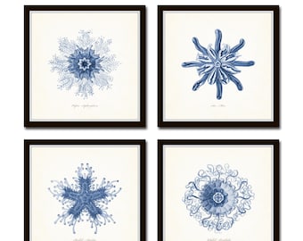 Blue Ernst Haeckel Giclee Print Set, Vintage Coastal Art