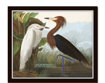 Audubon Print Purple Heron, Giclee, Wall Art, Art, Print, Home Decor, Beach Cottage Decor, Nature Art, Sea Bird Print, Audubon Bird Prints