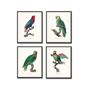 Vintage French Parrot Print Set No. 2, Giclee, Art Print, Bird Prints, Beach Decor, Coastal Art, Vintage Bird Art, Wall Art, Parrot Prints