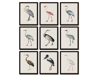 Tropical Sea Birds Set of 9, Bird Prints, Giclee, Art Print, Coastal Art, Wall Art, Coastal Decor, Beach House Art, Gallery Wall Art