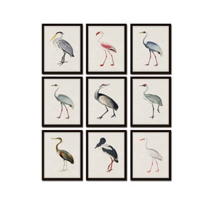 Tropical Sea Birds Set of 9, Bird Prints, Giclee, Art Print, Coastal Art, Wall Art, Coastal Decor, Beach House Art, Gallery Wall Art