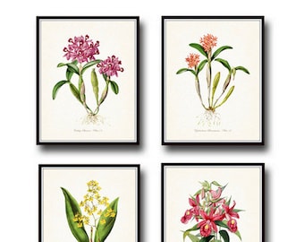 Tropical Orchids Botanical Print Set No. 2, Giclee, Art Print, Illustration, Vintage Botanical, Coastal Art, Flower Prints, Posters, Orchids