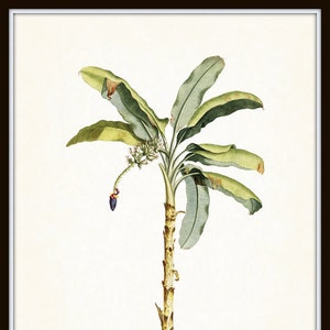 Op de afbeelding: Een vintage botanische illustratie van een bananenpalm met groene bladeren en een bruine stam. De illustratie is op een witte achtergrond en bevat de tekst "Banana Palm, Plate 1".