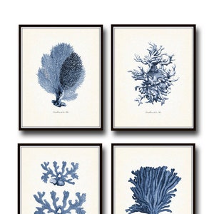 Vintage Indigo Blue Sea Coral Print Set No. 2, Giclee Art Print, Beach House Art, Coastal Art, Prints and Posters, Coral Print, Illustration image 1