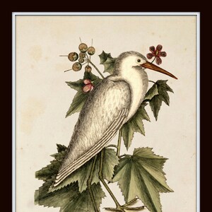May include: A white egret with a long, orange beak stands on a branch of green leaves with small pink flowers. The bird is facing to the right and its head is tilted slightly to the left. The background is a light beige.