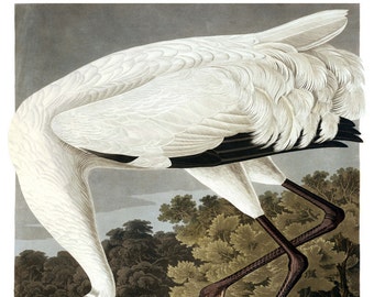 Vintage Audubon Whooping Crane, Bird Print, Giclee, Art Print, Poster, Beach Art, Coastal Art, Audubon Bird Prints, Illustration, Sea Bird