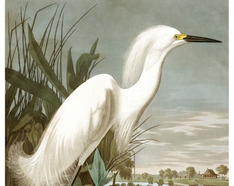 Vintage Audubon Snowy Heron, Bird Print, Giclee, Art Print, Beach House Art, Coastal Art, Audubon Bird Prints, Sea Bird Art Prints