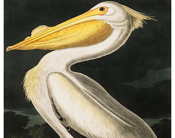 Vintage Audubon American Pelican, Bird Print, Giclee, Art Print, Poster, Beach Art, Coastal Art, Audubon Bird Prints, Illustration, Sea Bird