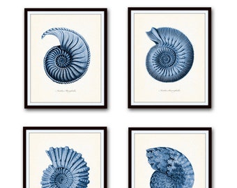 Indigo Blue Nautilus Shell Print Set, Ernst Haeckel, Giclee, Art Prints, Posters, Nautical Art, Coastal Decor, Seashell Prints, Blue