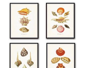 Vintage French Seashell Print Set, Giclee, Art Prints, Nautical Art, Beach Cottage Decor, Coastal Art, Wall Art, Shell Print, Collage