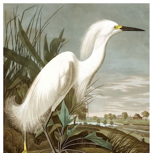 Vintage Audubon Snowy Heron, Bird Print, Giclee, Art Print, Poster, Beach Art, Coastal Art, Audubon Bird Prints, Illustration, Sea Bird