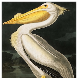 Vintage Audubon American Pelican, Bird Print, Giclee, Art Print, Poster, Beach Art, Coastal Art, Audubon Bird Prints, Illustration, Sea Bird