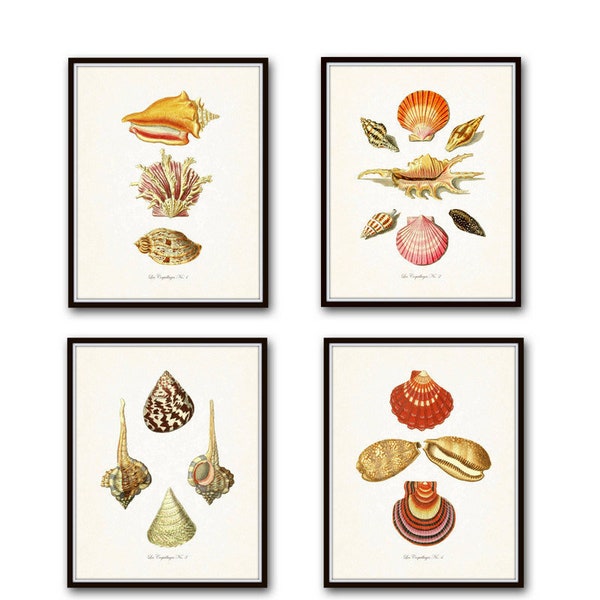 Vintage French Seashell Print Set, Giclee, Art Prints, Nautical Art, Beach Cottage Decor, Coastal Art, Wall Art, Shell Print, Collage