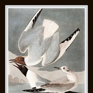 Vintage Audubon Bonapartian Gull Bird Print Giclee Art - Etsy