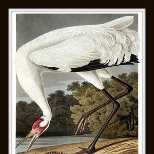 Vintage Audubon Sea Birds Print Set No. 5, Giclee, Bird Prints, Prints and Posters, Art Print, Coastal Art, Audubon Bird Prints, Collage image 3