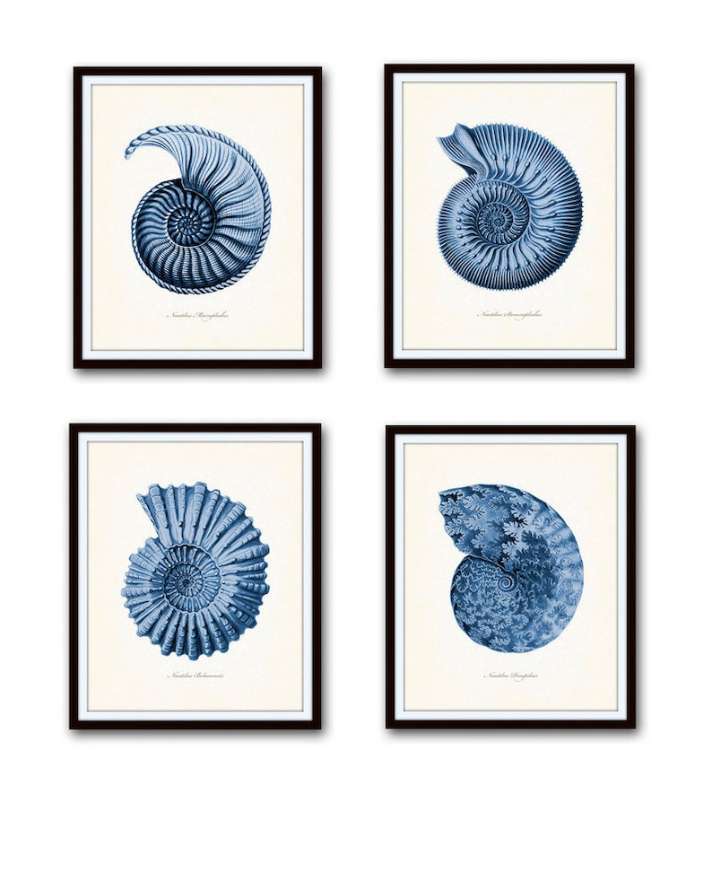 Indigo Blue Nautilus Vintage Shell Giclee Print Set, Coastal Wall Art ...