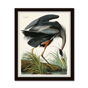 Vintage Audubon Blue Heron Bird Print, Giclee, Art Print, Vintage Bird Art, Sea Bird Prints, Coastal Art, Beach House Art, Coastal Decor