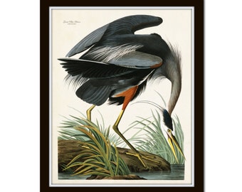 Vintage Audubon Blue Heron Bird Print, Giclee, Art Print, Vintage Bird Art, Sea Bird Prints, Coastal Art, Beach House Art, Coastal Decor