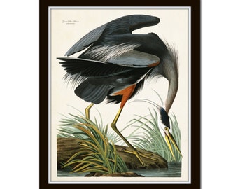 Vintage Audubon Blue Heron Bird Print, Giclee, Art Print, Poster, Home Decor, Natural History Illustration, Coastal Art, Bird Print