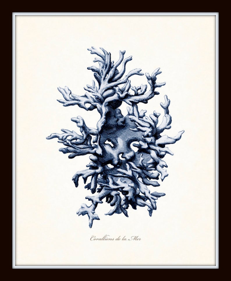 Vintage Coral Prints Blue Sea Coral Print Set No. 3 Giclee Etsy