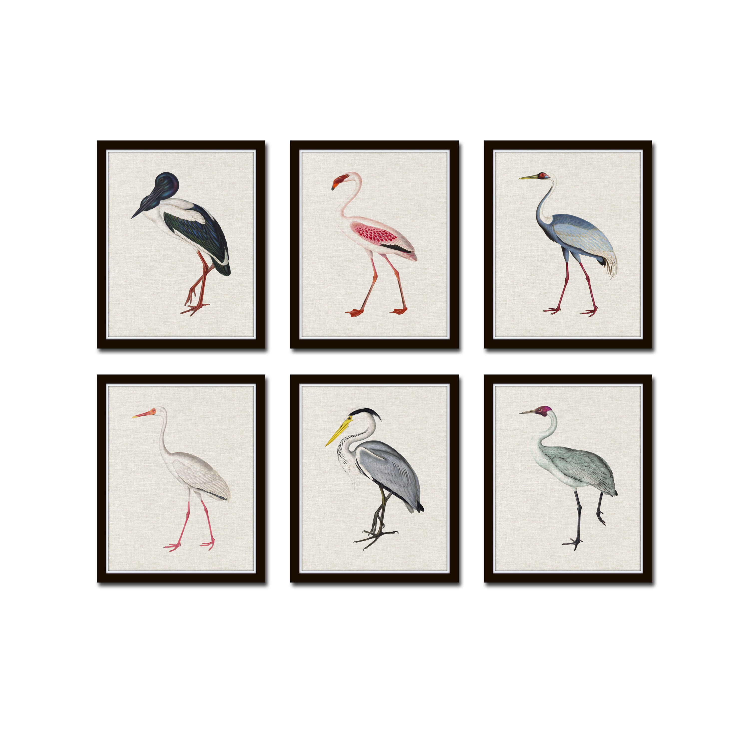 Tropical Sea Birds Set of 6, Vintage Bird Prints, Giclee, Coastal Art ...