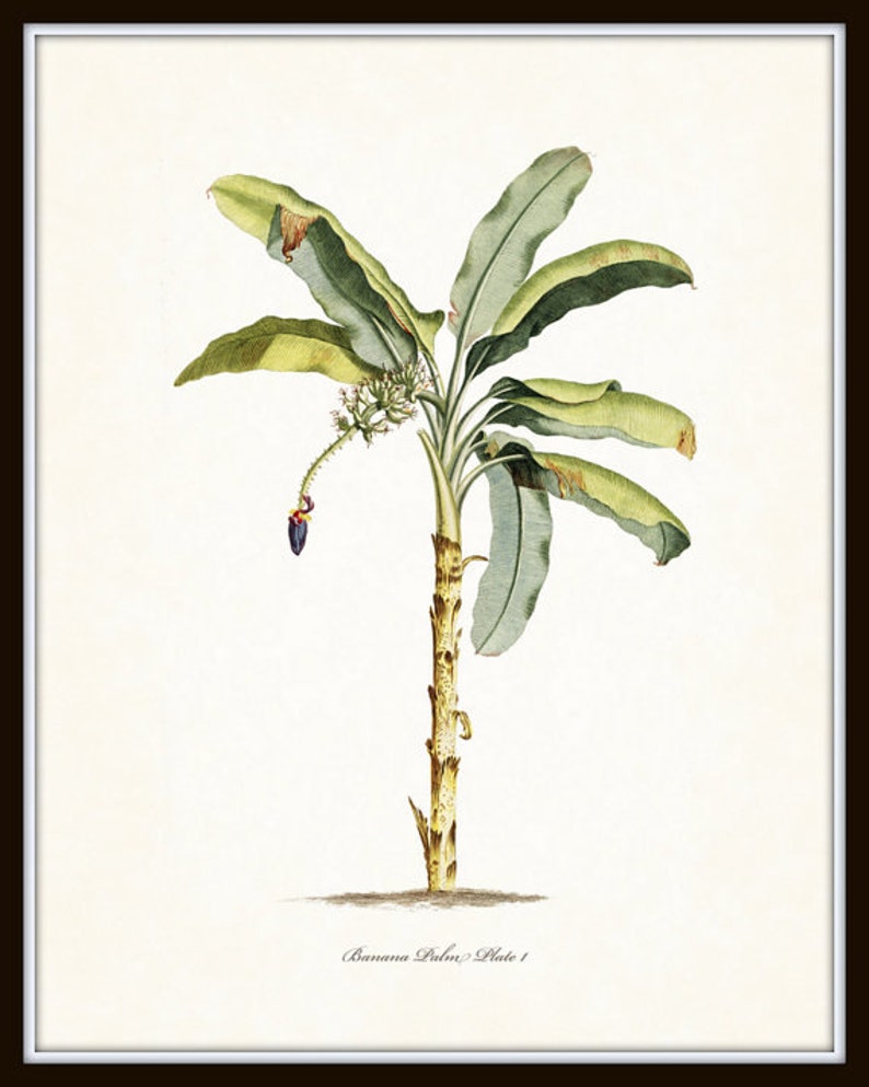 Op de afbeelding: Een vintage botanische illustratie van een bananenpalm met groene bladeren en een bruine stam. De illustratie is op een witte achtergrond en bevat de tekst "Banana Palm, Plate 1".