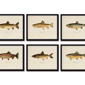 Vintage Trout Print Set No. 2, Angler Art, Giclee, Art Print, Vintage Fish Prints, Woodland Art, Fish Print, Trout, Fly Fishing Art