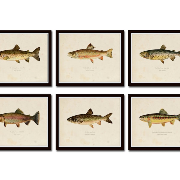 Vintage Trout Print Set No. 2, Natural History Art, Giclee, Art Print, Print Set, Posters, Woodland Art, Fish Print, Trout, Fly Fishing Art