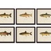see more listings in the FISH section
