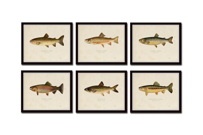 Vintage Trout Print Set No. 2, Natural History Art, Giclee, Art Print, Print Set, Posters, Woodland Art, Fish Print, Trout, Fly Fishing Art image 1