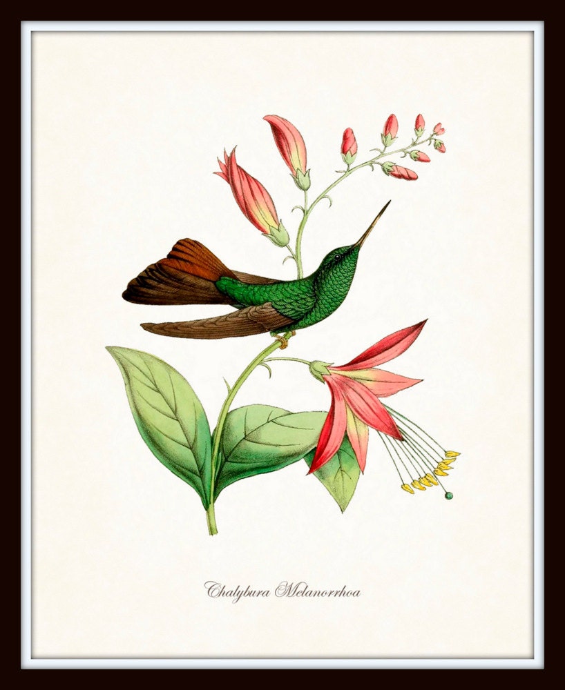 Hummingbird Print Set No.1 Vintage Bird Prints Giclee Art - Etsy
