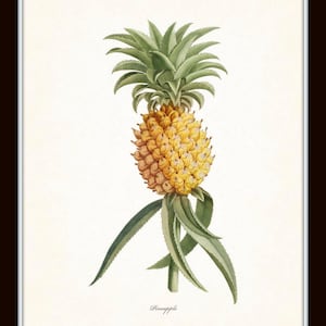 Vintage Tropical Botanical Print Set No. 1, Giclee Prints, Pineapple, Art, Beach Decor, Coastal Art, Botanical Print Set, Poster, Palm Trees image 7