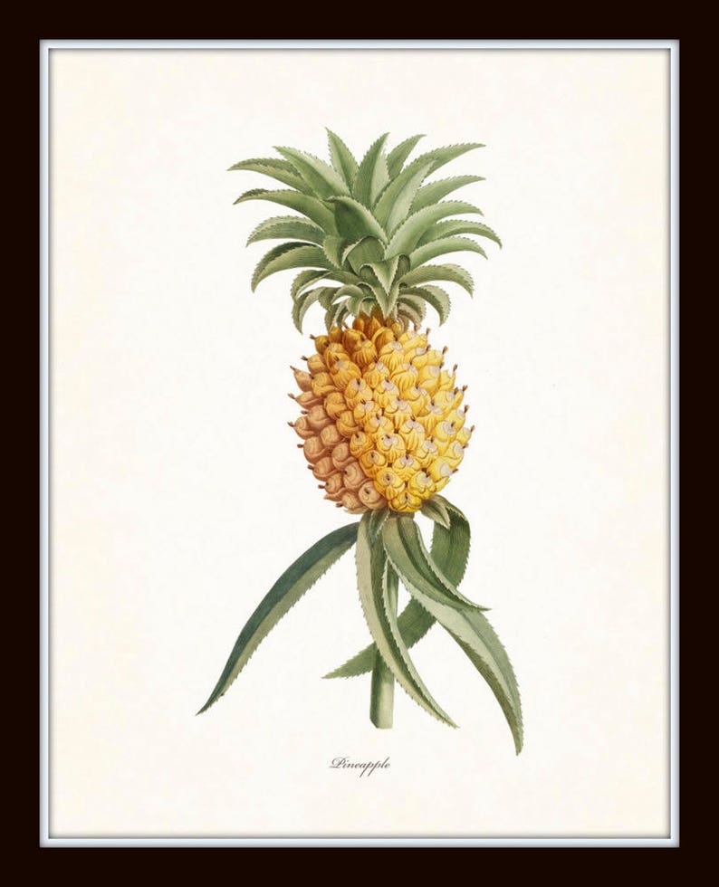 Vintage Tropical Botanical Print Set No. 1, Giclee Prints, Pineapple, Art, Beach Decor, Coastal Art, Botanical Print Set, Poster, Palm Trees image 7