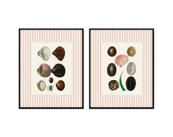 Juego de láminas giclée antiguas con forma de concha marina, borde de rayas rosa coral, arte mural costero.