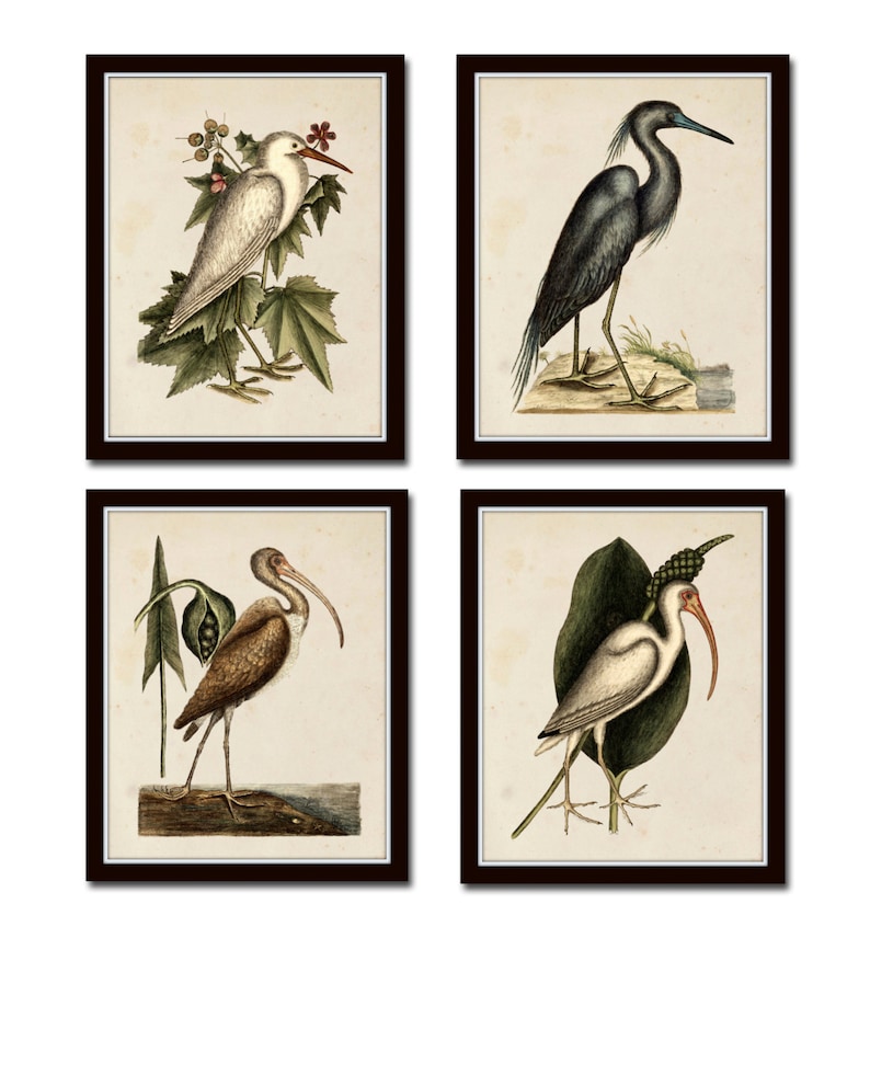 May include: Set of four vintage botanical prints featuring different types of birds. Each print features a detailed illustration of a bird with a light background and a brown frame.
