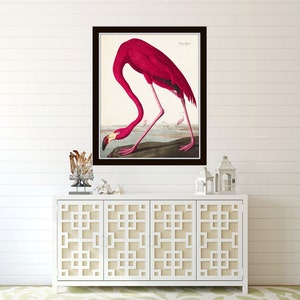 Vintage Audubon Pink Flamingo Bird Print, Giclee Art Print, Poster, Beach House Decor, Wall Hanging, Coastal Art, Audubon Bird Prints image 4